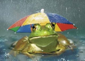 RainFrog